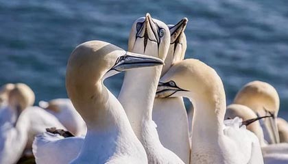 leyu乐鱼体育：让激情与数据同在的体育全景体验